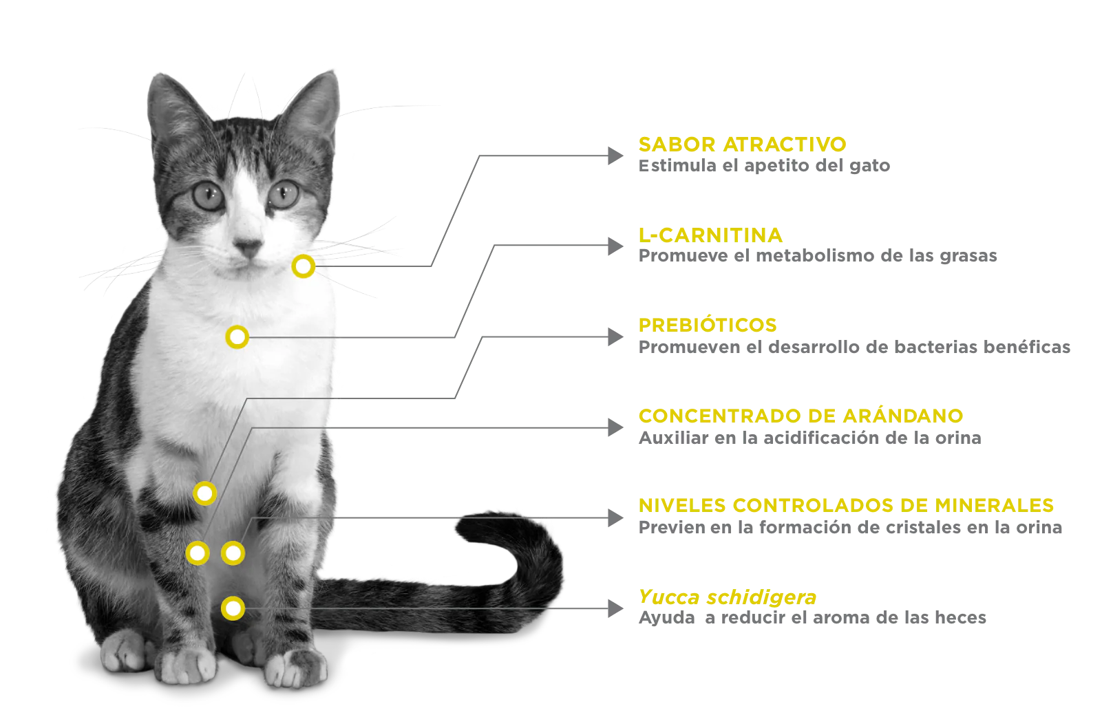 Nupec Urinary Managament Felino - Imagen 3